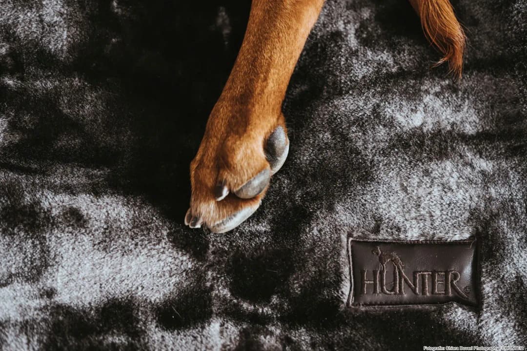 Hundedecke Konstanz 100 x 70 cm braun